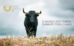 Porque não se pegam os toiros à primeira?